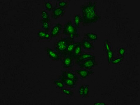 Anti-phospho-RAF1 (S621) antibody, clone 1C2, Rabbit Monoclonal recombinant, expressed in HEK293F cells