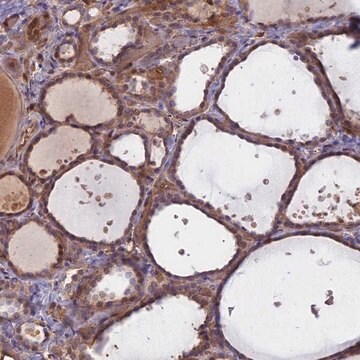 Anti-UFSP2 antibody produced in rabbit Prestige Antibodies&#174; Powered by Atlas Antibodies, affinity isolated antibody, buffered aqueous glycerol solution