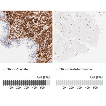 Anti-FLNA antibody produced in rabbit Ab3, Prestige Antibodies&#174; Powered by Atlas Antibodies, affinity isolated antibody, buffered aqueous glycerol solution