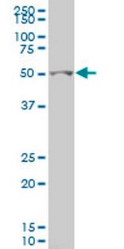 Anti-GCM1 Mouse mAb (2E11) liquid, clone 2E11, Calbiochem&#174;