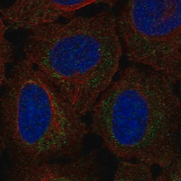 Anti-RP11-80H18.3 antibody produced in rabbit Prestige Antibodies&#174; Powered by Atlas Antibodies, affinity isolated antibody