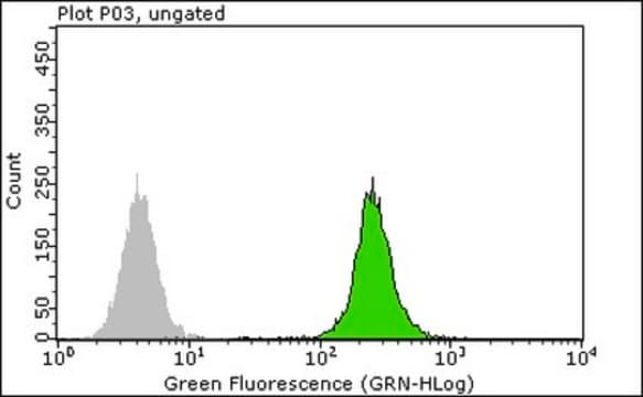 Anti-RPA2 p34 Antibody, clone RPA20 1-46 from mouse, clone RPA20, clone 1-46