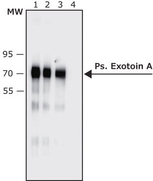 Anti-Pseudomonas Exotoxin A-Peroxidase antibody produced in rabbit IgG fraction of antiserum