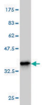 ANTI-TEK antibody produced in mouse clone 2D7, purified immunoglobulin, buffered aqueous solution