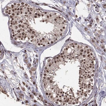 Anti-SF1 antibody produced in rabbit Prestige Antibodies&#174; Powered by Atlas Antibodies, affinity isolated antibody, buffered aqueous glycerol solution