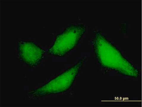 Anti-CPXCR1 antibody produced in mouse purified immunoglobulin, buffered aqueous solution