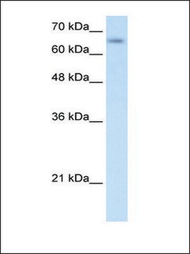 Anti-SLC39A12 antibody produced in rabbit affinity isolated antibody