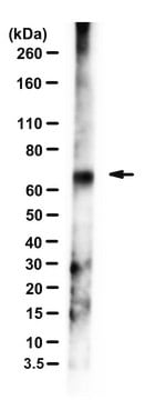 Anti-DNP Antibody, clone 1D10.4