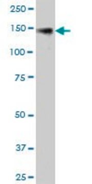 Anti-KIAA0319L antibody produced in mouse purified immunoglobulin, buffered aqueous solution