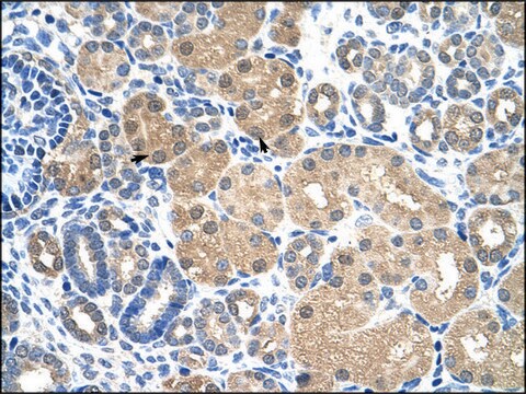 Anti-KEAP1 antibody produced in rabbit IgG fraction of antiserum