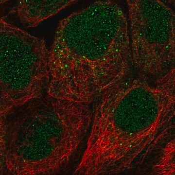 Anti-FAM110A antibody produced in rabbit Prestige Antibodies&#174; Powered by Atlas Antibodies, affinity isolated antibody