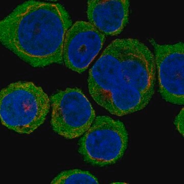 Anti-Tespa1 Antibody Produced In Rabbit Prestige Antibodies&#174; Powered by Atlas Antibodies, affinity isolated antibody, buffered aqueous glycerol solution