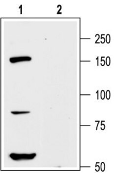 Anti-Potassium Channel Kv12.1 (Elk1) antibody produced in rabbit affinity isolated antibody, lyophilized powder