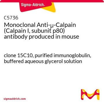 Monoclonal Anti-&#956;-Calpain (Calpain I, subunit p80) antibody produced in mouse clone 15C10, purified immunoglobulin, buffered aqueous glycerol solution