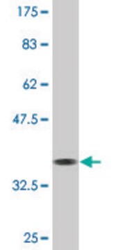 Monoclonal Anti-KLF8, (N-terminal) antibody produced in mouse clone 3F10, purified immunoglobulin, buffered aqueous solution