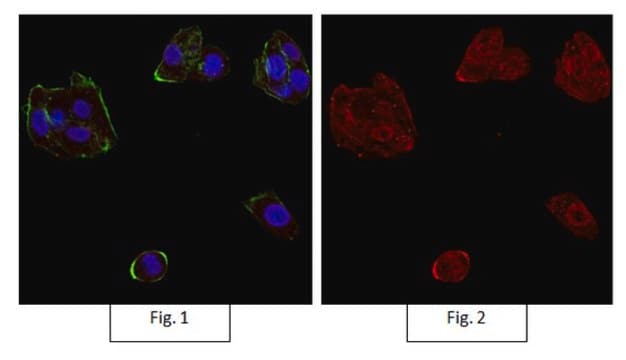 Anti-Integrin &#945;V&#946;3 Antibody, clone LM609, Alexa Fluor&#8482; 555 Conjugate clone LM609, from mouse, ALEXA FLUOR&#8482; 555