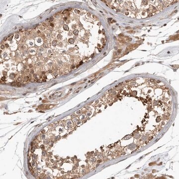 Anti-RABIF antibody produced in rabbit Prestige Antibodies&#174; Powered by Atlas Antibodies, affinity isolated antibody, buffered aqueous glycerol solution