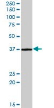 Anti-CRELD2 antibody produced in mouse purified immunoglobulin, buffered aqueous solution