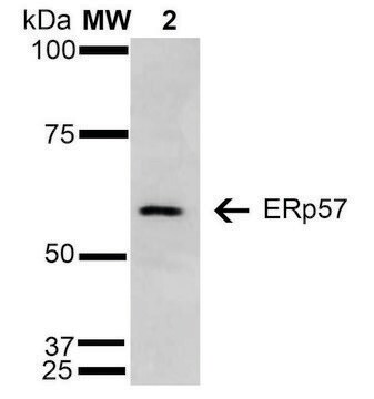 Monoclonal Anti-ERp57-FITC antibody produced in mouse clone 4F9