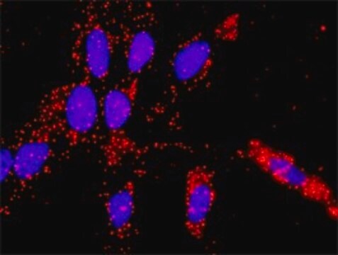 Anti-VEGFB antibody produced in rabbit purified immunoglobulin, buffered aqueous solution