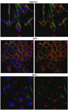 Anticuerpo anti-CADM1 from rabbit, purified by affinity chromatography