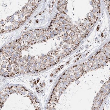 Anti-TMCO6 antibody produced in rabbit Prestige Antibodies&#174; Powered by Atlas Antibodies, affinity isolated antibody, buffered aqueous glycerol solution