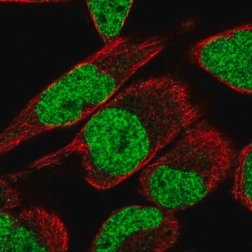 Anti-MTF2 antibody produced in rabbit Prestige Antibodies&#174; Powered by Atlas Antibodies, affinity isolated antibody