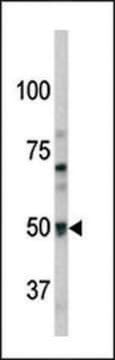 ANTI-PAEL-R (GPR37)(N-TERMINAL) antibody produced in rabbit purified immunoglobulin, buffered aqueous solution