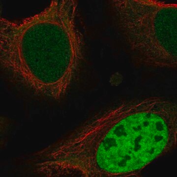 Anti-ING4 antibody produced in rabbit Prestige Antibodies&#174; Powered by Atlas Antibodies, affinity isolated antibody