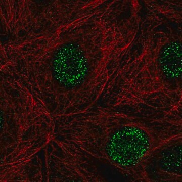 Anti-DCAKD antibody produced in rabbit Prestige Antibodies&#174; Powered by Atlas Antibodies, affinity isolated antibody, buffered aqueous glycerol solution