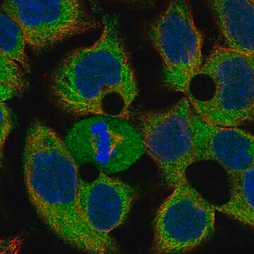 Anti-Thap12 Antibody Produced In Rabbit Prestige Antibodies&#174; Powered by Atlas Antibodies, affinity isolated antibody, buffered aqueous glycerol solution