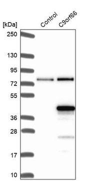 Anti-C9orf66 antibody produced in rabbit Prestige Antibodies&#174; Powered by Atlas Antibodies, affinity isolated antibody, buffered aqueous glycerol solution