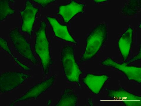 Monoclonal Anti-DPYSL5 antibody produced in mouse clone 2D10, purified immunoglobulin, buffered aqueous solution