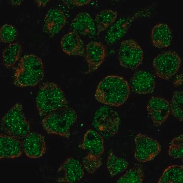 Anti-TTC24 antibody produced in rabbit Prestige Antibodies&#174; Powered by Atlas Antibodies, affinity isolated antibody, buffered aqueous glycerol solution, ab3