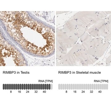 Anti-RIMBP3 antibody produced in rabbit Prestige Antibodies&#174; Powered by Atlas Antibodies, affinity isolated antibody, buffered aqueous glycerol solution