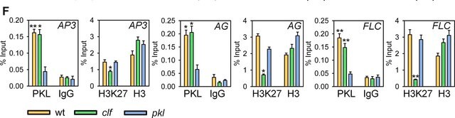 Anti-trimethyl-Histone H3 (Lys27) Antibody Upstate&#174;, from rabbit