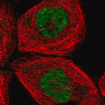 Anti-SPTY2D1 antibody produced in rabbit Prestige Antibodies&#174; Powered by Atlas Antibodies, affinity isolated antibody