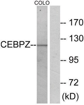 Anti-CEBPZ antibody produced in rabbit affinity isolated antibody