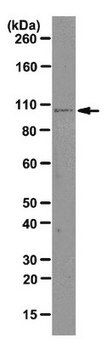 Anti-Ago1 Antibody, clone 4G7-E12 clone 4G7-E12, from mouse