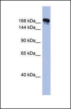 Anti-SYNJ1 antibody produced in rabbit affinity isolated antibody