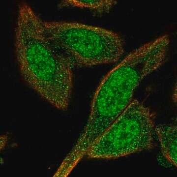 Anti-BEX4 antibody produced in rabbit Prestige Antibodies&#174; Powered by Atlas Antibodies, affinity isolated antibody