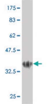 Monoclonal Anti-LBX1 antibody produced in mouse clone 2B2, purified immunoglobulin, buffered aqueous solution