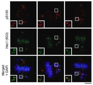 Monoclonal Anti-HEC1 antibody produced in mouse clone 9G3.23, affinity isolated antibody