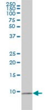 Monoclonal Anti-RPS27A antibody produced in mouse clone 3E2-E6, purified immunoglobulin, buffered aqueous solution