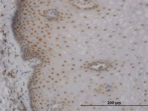 Monoclonal Anti-MBNL1 antibody produced in mouse clone 3E7, purified immunoglobulin, buffered aqueous solution