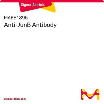 Anti-JunB Antibody