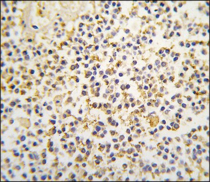 Anti-ALDH1A3 (N-term) antibody produced in rabbit saturated ammonium sulfate (SAS) precipitated, buffered aqueous solution