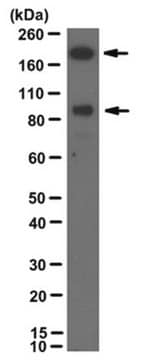 Anti-PTPRT Antibody, clone 1F7 clone 1F7, from mouse