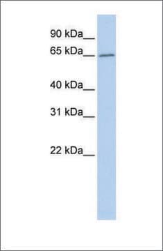 Anti-ACOT12 antibody produced in rabbit affinity isolated antibody