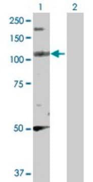 Anti-PPFIBP2 antibody produced in rabbit purified immunoglobulin, buffered aqueous solution